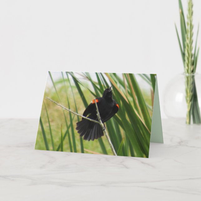Carte pliée de chant d'oiseau-noir à ailes rouges (Devant)