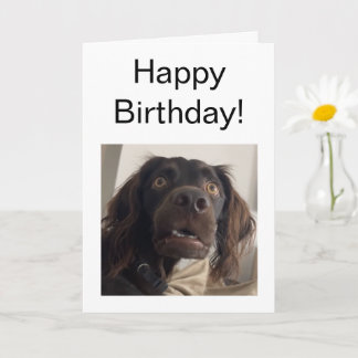 Carte pliée - Mème de chien confus