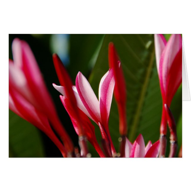 Carte Plumeria rose (Devant horizontal)