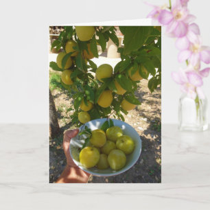 Carte Plums jaunes dans le Portrait de Bowl