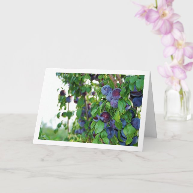 Carte Plums pourpres sur arbre (Orchidée)