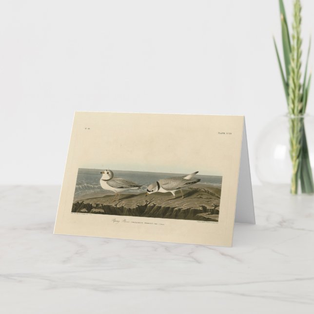 Carte Pluvier siffleur des oiseaux d'Amérique d'Audubon (Devant)