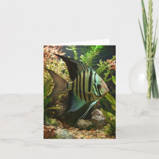 Carte Poisson-ange altum rayé (Devant)