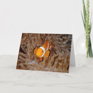 Carte Poisson clown - Molokai, falaise de la côte nord