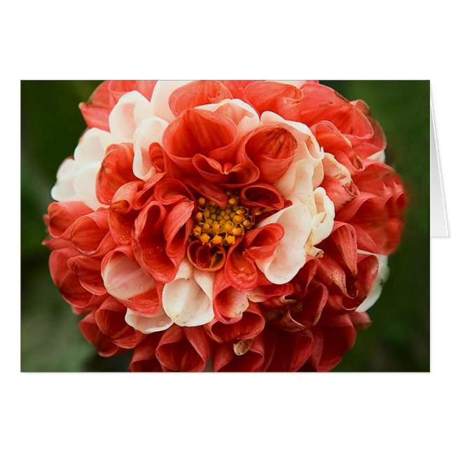 Carte Pom-Pom Dahlia (Devant horizontal)