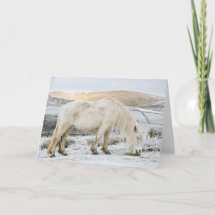 Carte Poney Fell blanc sur la lande en hiver