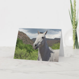 Carte Poney gris gris assez petit avec de grands yeux -