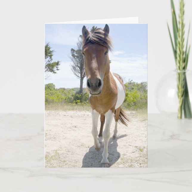 Carte Poney sauvage d'Assateague (Devant)