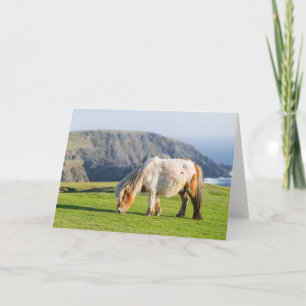 Carte Poney Shetland dans un pâturage près de hautes fal