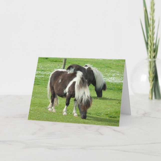 Carte Poneys de peinture Shetland pur-sang (Devant)