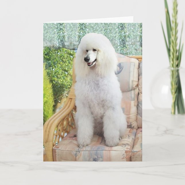 Carte Poodle blanc (Devant)