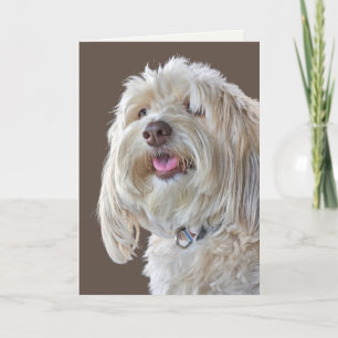 Carte Poodle de schaggy pour anniversaire tardif