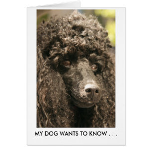 Carte, Poodle, MON CHIEN VEUT SAVOIR.. .