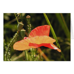 Carte Poppy