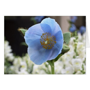 Carte Poppy bleue
