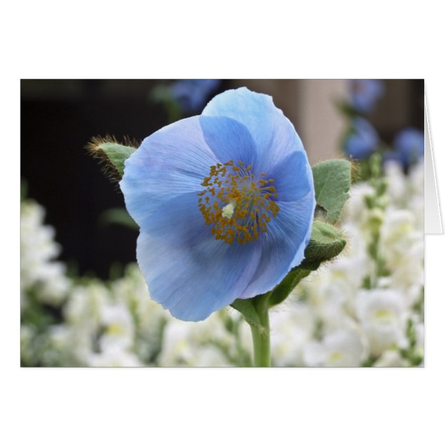 Carte Poppy bleue (Devant horizontal)