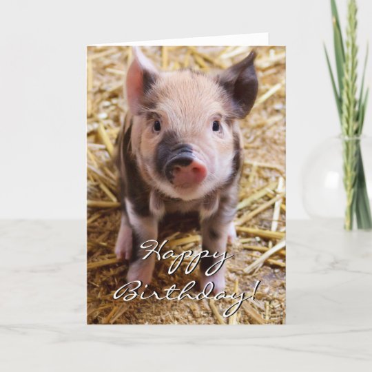 Carte Porcelet De Joyeux Anniversaire Zazzle Fr