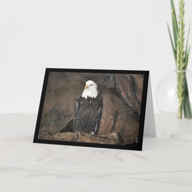 Carte Portrait d'aigle américain à tête blanche (Devant)