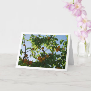 Carte Portrait d'arbre d'abricot sous ciel bleu
