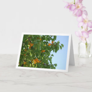 Carte Portrait d'arbre d'abricot sous un ciel bleu