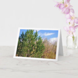 Carte Portrait d'arbre de pin, ciel bleu