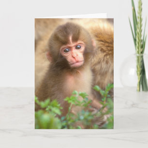 Carte Portrait de bébé du singe des neiges