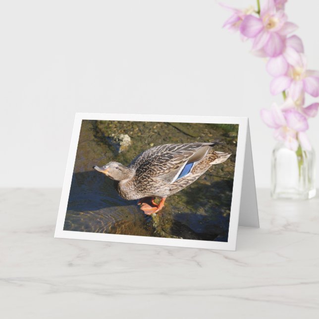 Carte Portrait de cane colvert femelle (Orchidée)