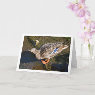 Carte Portrait de cane colvert femelle