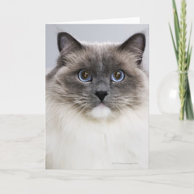 Carte Portrait de chat de Ragdoll (Devant)