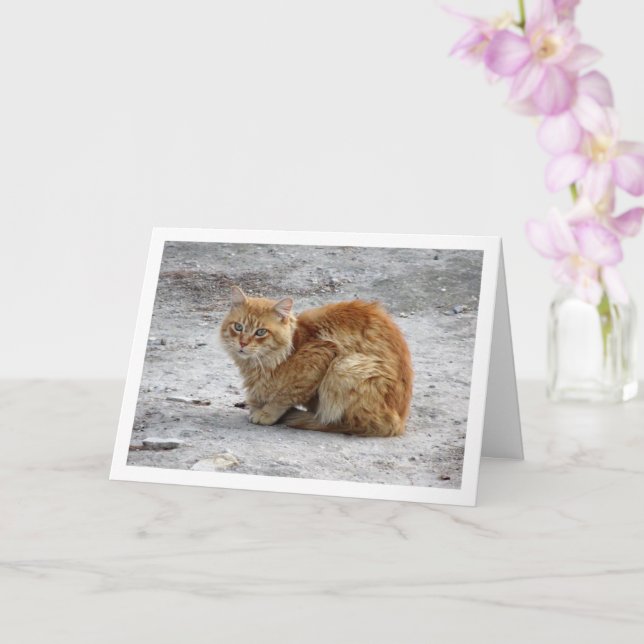 Carte Portrait de chat Ginger (Orchidée)
