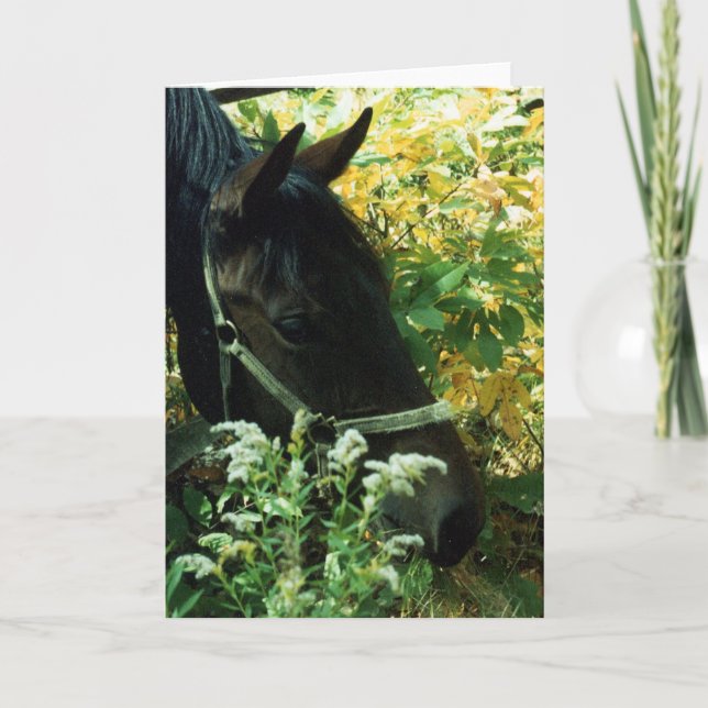 Carte Portrait de cheval (Devant)