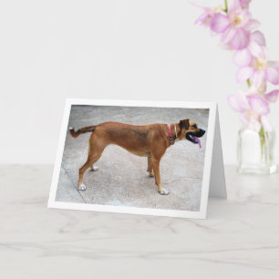 Carte Portrait de Chien