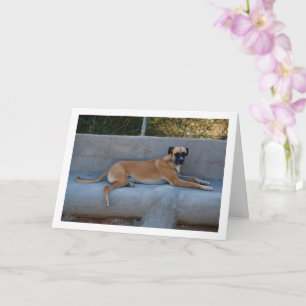 Carte Portrait de chien couché