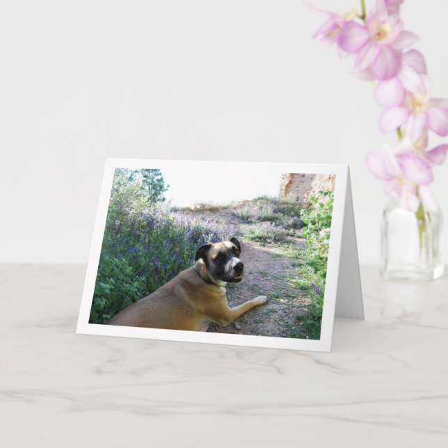 Carte Portrait de chien couché dans les fleurs sauvages (Orchidée)