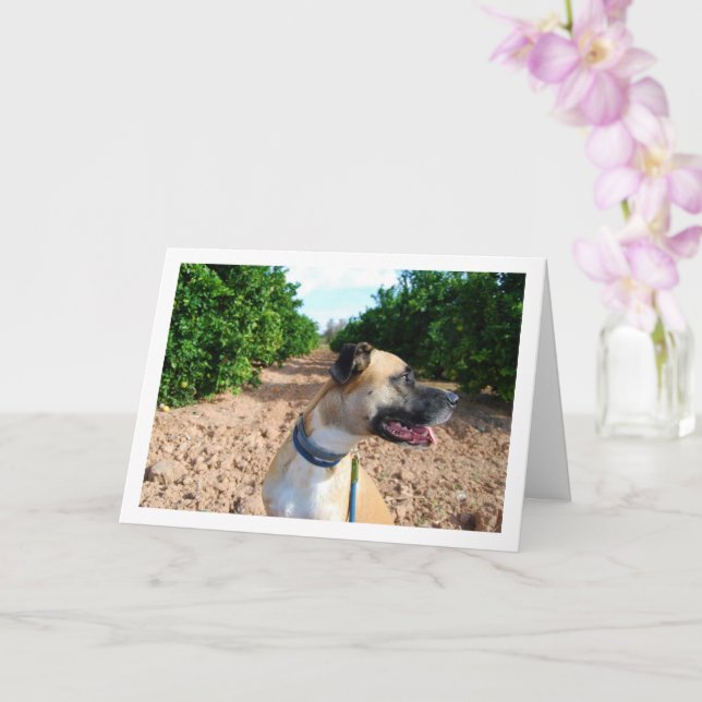Carte Portrait de chien dans un verger (Orchidée)