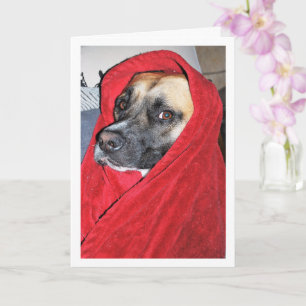 Carte Portrait de chien dans une couverture rouge