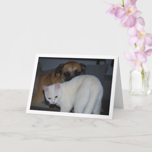 Carte Portrait de chien et de chaton blanc (Orchidée)