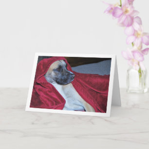 Carte Portrait de chien sous couverture rouge