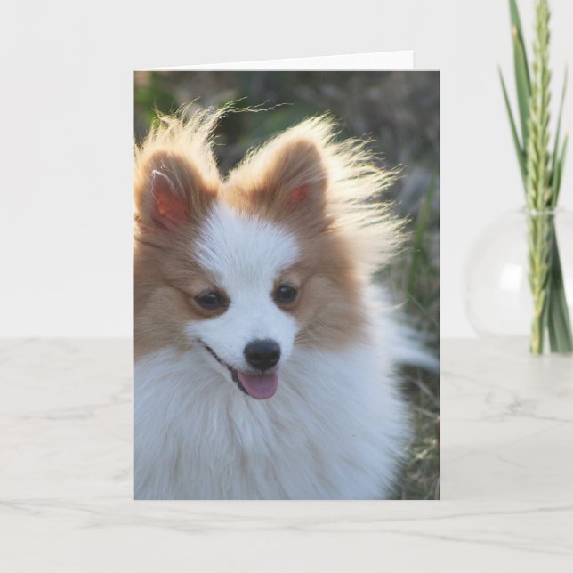 Carte Portrait de Chien Spitz de Cute Pomeranian (Devant)