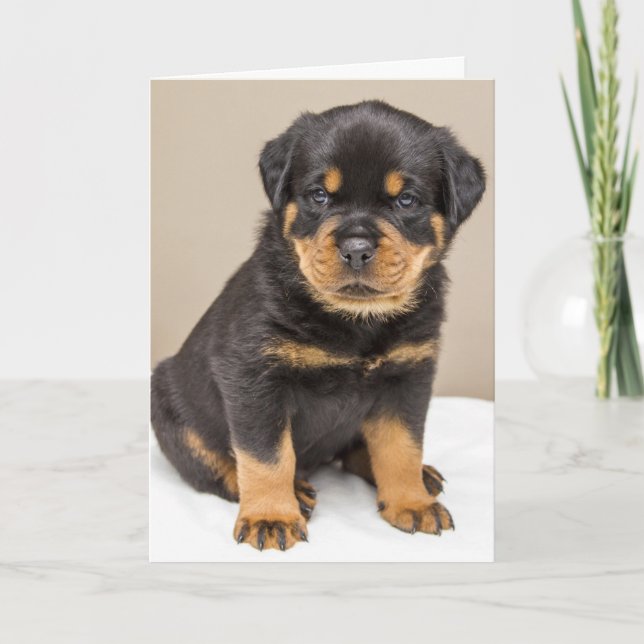 Carte Portrait de chiot Rottweiler (Devant)