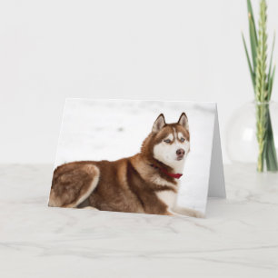 Carte Portrait de Cute Siberian Husky