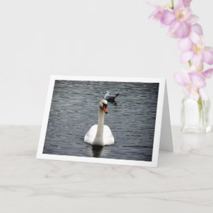 Carte Portrait de cygne