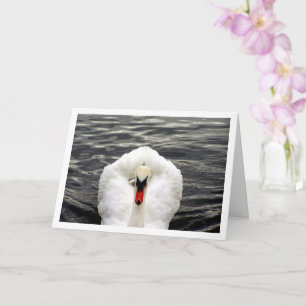 Carte Portrait de cygne sur lac