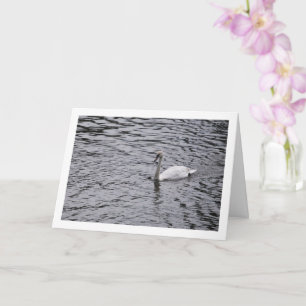Carte Portrait de cygne sur lac