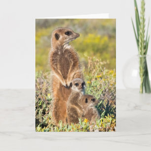 Carte Portrait de famille de suricates