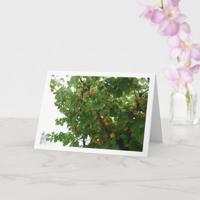 Carte Portrait de fruit d'abricot sur l'arbre (Orchidée)