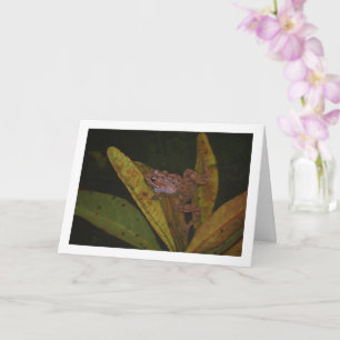 Carte Portrait de grenouille dans un étang