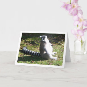 Carte Portrait de lémurien à queue annelée