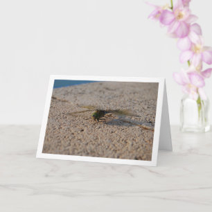 Carte Portrait de libellule