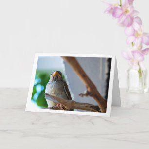 Carte Portrait de moineau
